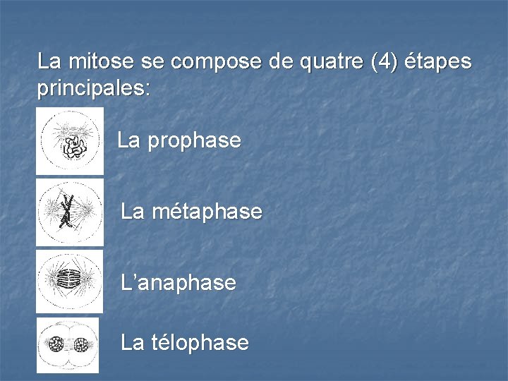 La mitose se compose de quatre (4) étapes principales: La prophase La métaphase L’anaphase