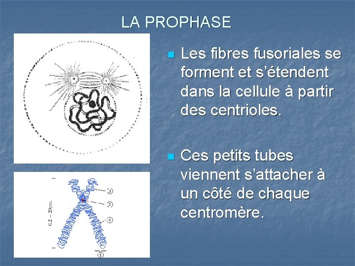 LA PROPHASE n Les fibres fusoriales se forment et s’étendent dans la cellule à