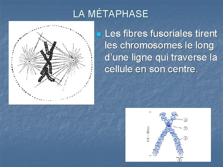 LA MÉTAPHASE n Les fibres fusoriales tirent les chromosomes le long d’une ligne qui