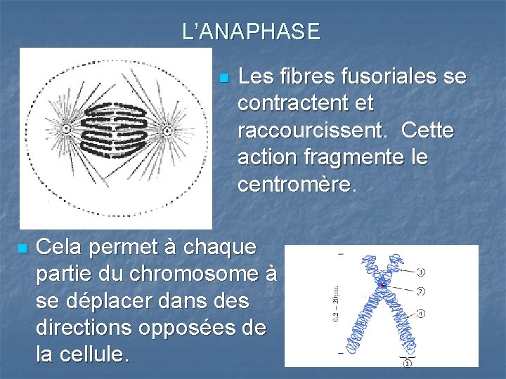 L’ANAPHASE n n Les fibres fusoriales se contractent et raccourcissent. Cette action fragmente le
