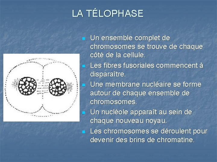 LA TÉLOPHASE n n n Un ensemble complet de chromosomes se trouve de chaque