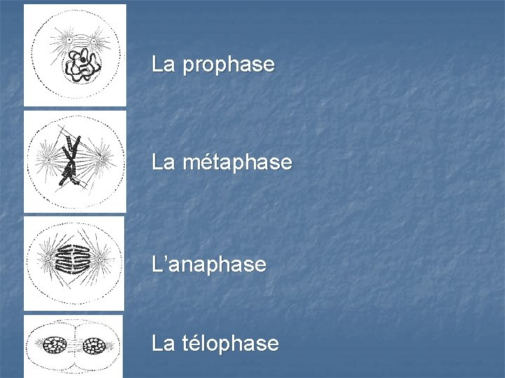 La prophase La métaphase L’anaphase La télophase 