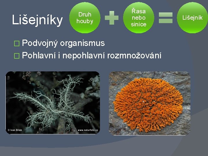 Lišejníky � Podvojný Druh houby Řasa nebo sinice organismus � Pohlavní i nepohlavní rozmnožování