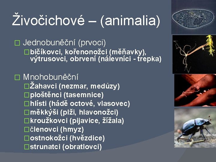 Živočichové – (animalia) � Jednobuněční (prvoci) �bičíkovci, kořenonožci (měňavky), výtrusovci, obrvení (nálevníci - trepka)