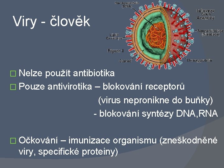 Viry - člověk � Nelze použít antibiotika � Pouze antivirotika – blokování receptorů (virus