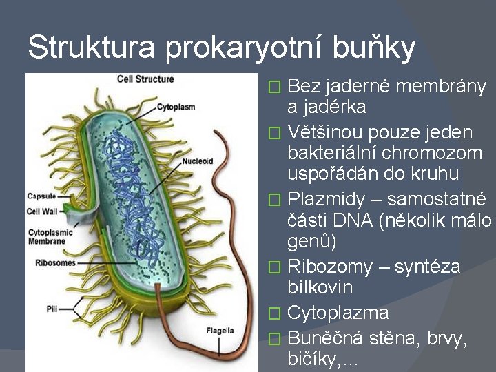 Struktura prokaryotní buňky Bez jaderné membrány a jadérka � Většinou pouze jeden bakteriální chromozom