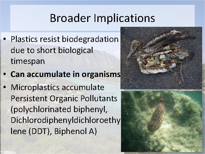 Broader Implications • Plastics resist biodegradation due to short biological timespan • Can accumulate