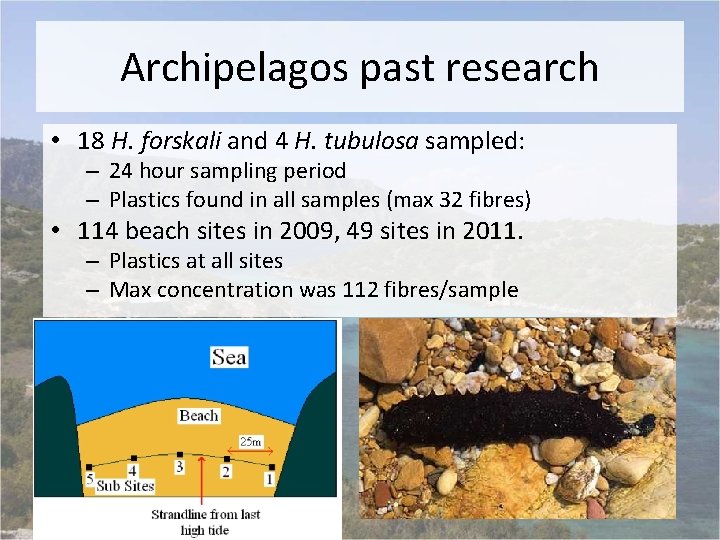 Archipelagos past research • 18 H. forskali and 4 H. tubulosa sampled: – 24