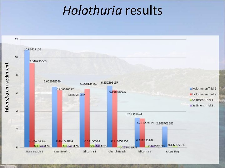 Fibers/gram sediment Holothuria results 