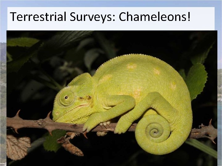 Terrestrial Surveys: Chameleons! 