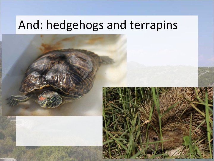 And: hedgehogs and terrapins 