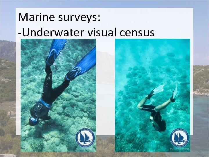 Marine surveys: -Underwater visual census 