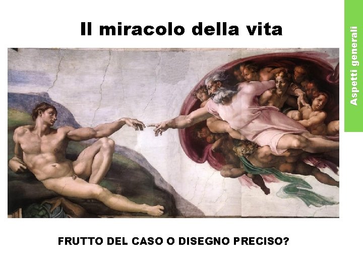 FRUTTO DEL CASO O DISEGNO PRECISO? Aspetti generali Il miracolo della vita 