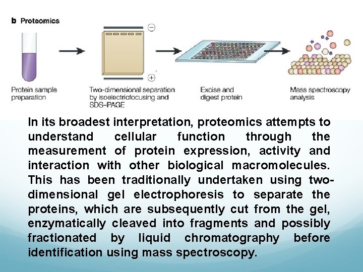 In its broadest interpretation, proteomics attempts to understand cellular function through the measurement of