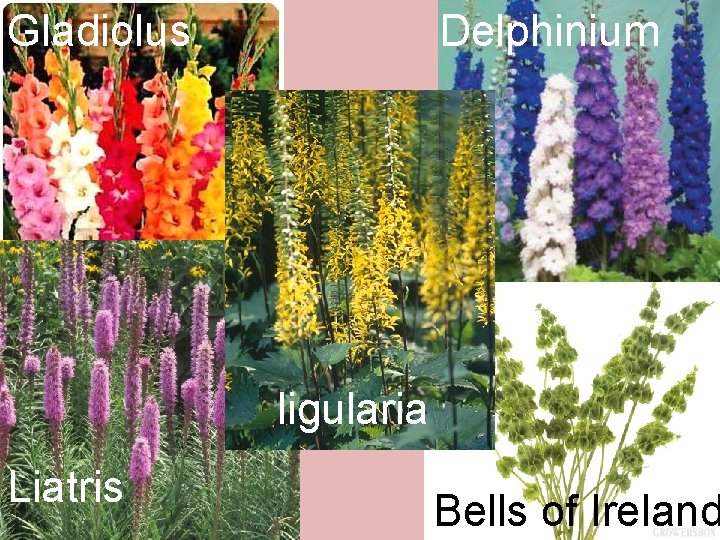 Gladiolus Delphinium ligularia Liatris Bells of Ireland 