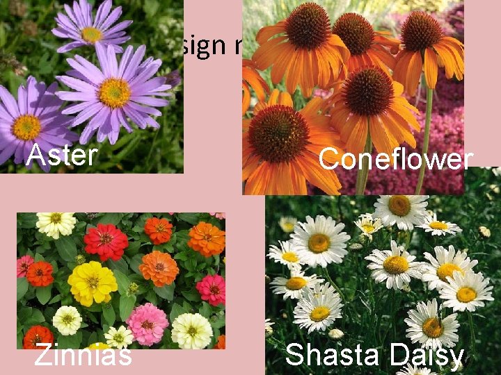 Design materials Aster Zinnias Coneflower Shasta Daisy 