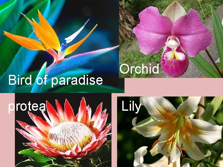 Design materials Bird of paradise protea Orchid Lily 