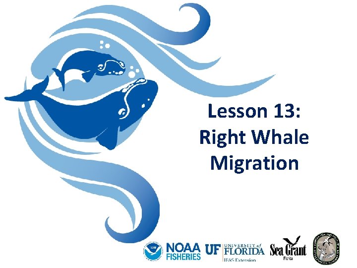 Lesson 13: Right Whale Migration 