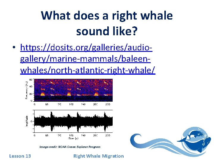 What does a right whale sound like? • https: //dosits. org/galleries/audiogallery/marine-mammals/baleenwhales/north-atlantic-right-whale/ Image credit: NOAA