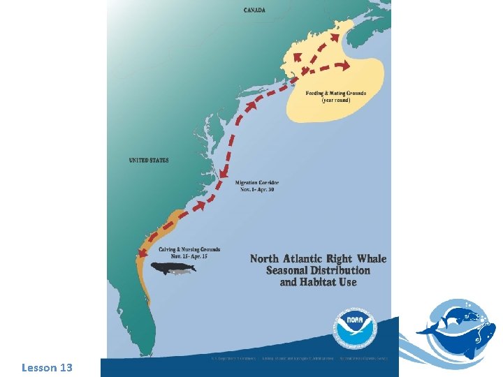 Lesson 13 Right Whale Migration What Is Migration Lesson 13 Right Whale Migration What Is Migration
