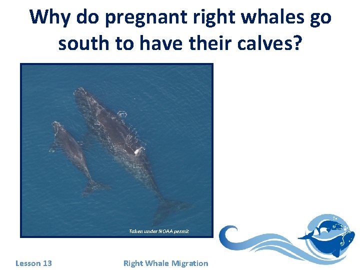 Why do pregnant right whales go south to have their calves? Taken under NOAA