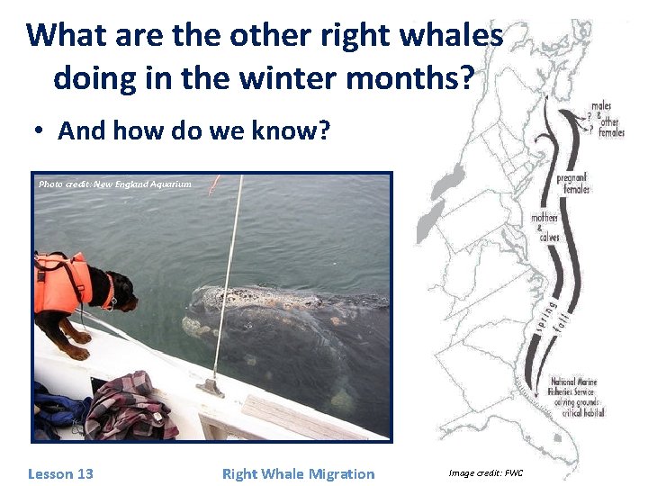 What are the other right whales doing in the winter months? • And how
