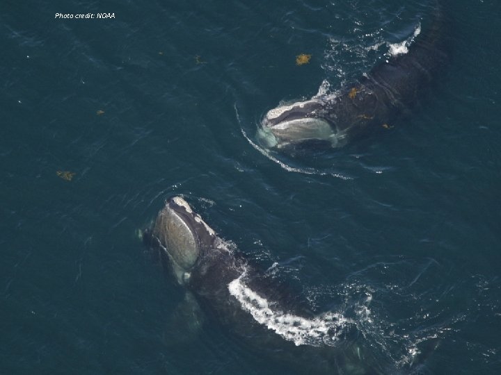 Photo credit: NOAA Lesson 13 Right Whale Migration 