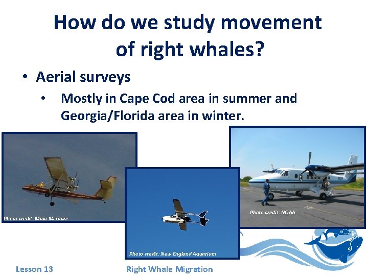 How do we study movement of right whales? • Aerial surveys • Mostly in