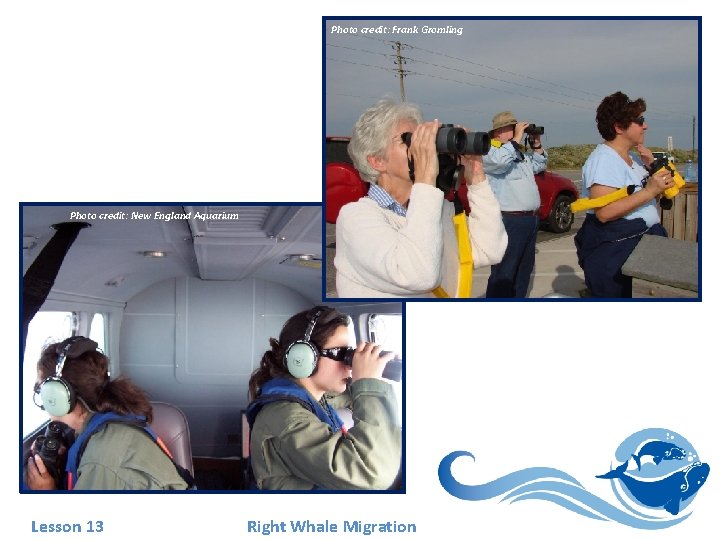 Photo credit: Frank Gromling Photo credit: New England Aquarium Lesson 13 Right Whale Migration