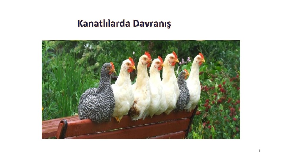 Kanatlılarda Davranış 1 