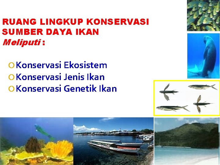 RUANG LINGKUP KONSERVASI SUMBER DAYA IKAN Meliputi : Konservasi Ekosistem Konservasi Jenis Ikan Konservasi