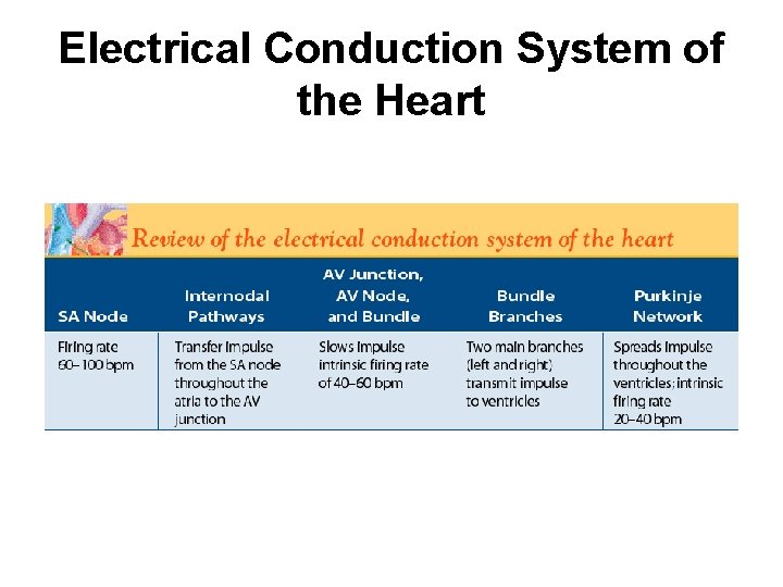 Electrical Conduction System of the Heart 