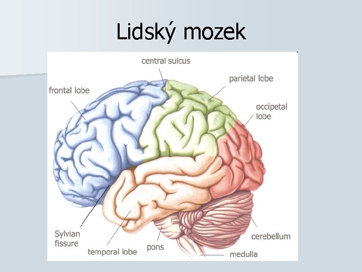 Lidský mozek 