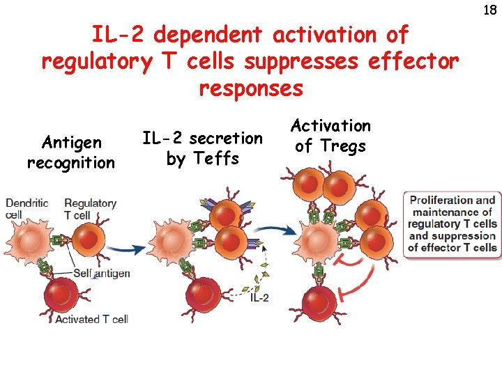 IL-2 dependent activation of regulatory T cells suppresses effector responses Antigen recognition IL-2 secretion