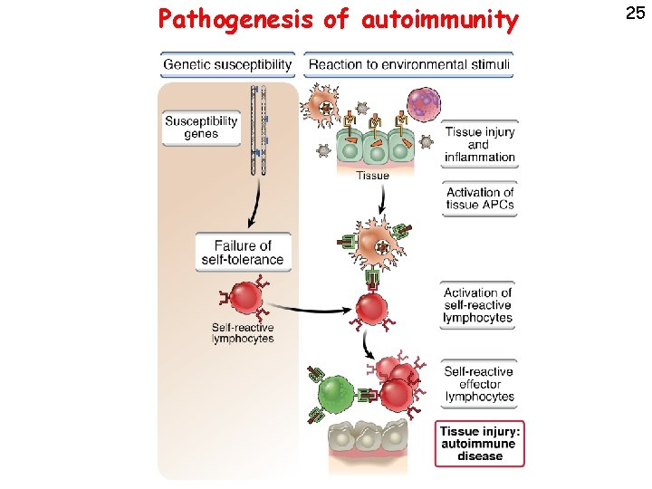 Pathogenesis of autoimmunity 25 