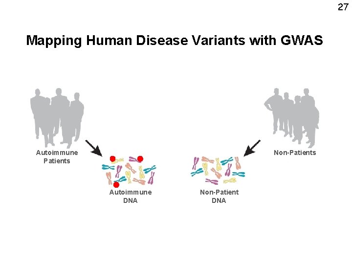 27 Mapping Human Disease Variants with GWAS Autoimmune Patients Non-Patients Autoimmune DNA Non-Patient DNA