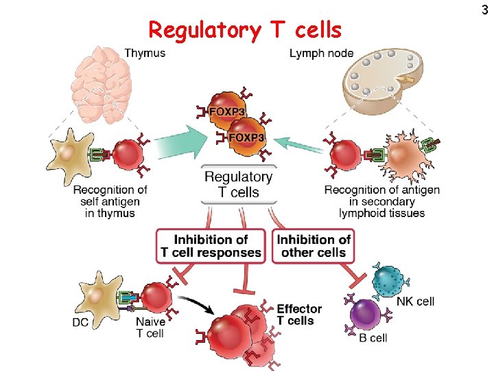 Regulatory T cells 3 