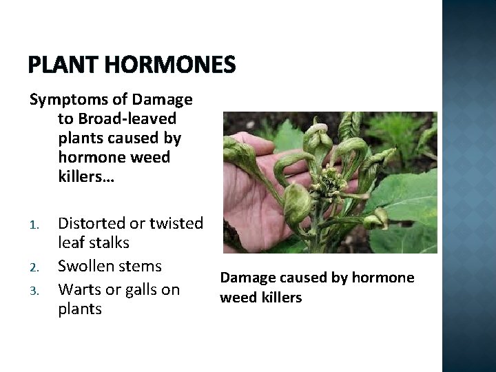 PLANT HORMONES Symptoms of Damage to Broad-leaved plants caused by hormone weed killers… 1.