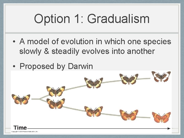 Patterns of Evolution Speciation Part 2 pp 304