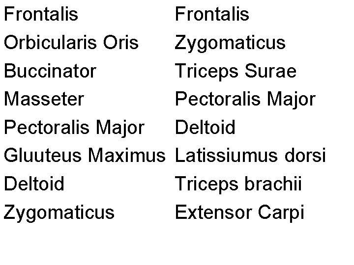 Frontalis Orbicularis Oris Buccinator Masseter Pectoralis Major Gluuteus Maximus Deltoid Zygomaticus Frontalis Zygomaticus Triceps