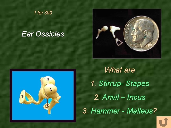 1 for 300 Ear Ossicles What are 1. Stirrup- Stapes 2. Anvil – Incus