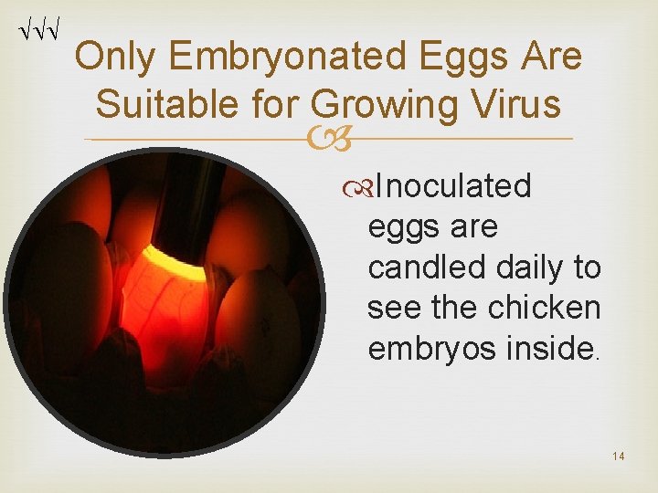Only Embryonated Eggs Are Suitable for Growing Virus Inoculated eggs are candled daily Only Embryonated Eggs Are Suitable for Growing Virus Inoculated eggs are candled daily