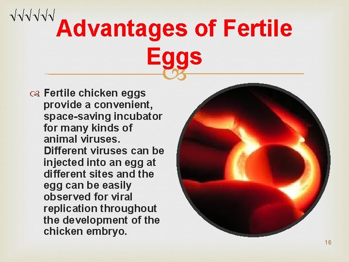 Advantages of Fertile Eggs Fertile chicken eggs provide a convenient, space-saving incubator for Advantages of Fertile Eggs Fertile chicken eggs provide a convenient, space-saving incubator for