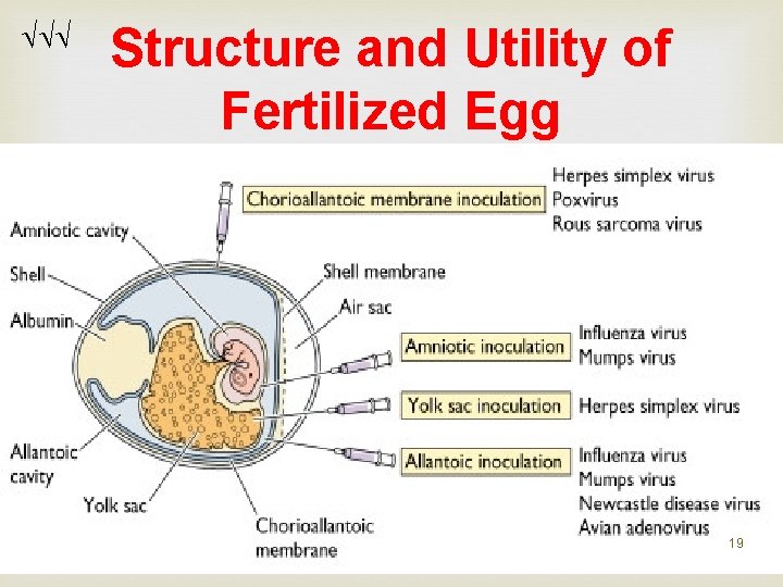 Structure and Utility of Fertilized Egg 19 Structure and Utility of Fertilized Egg 19