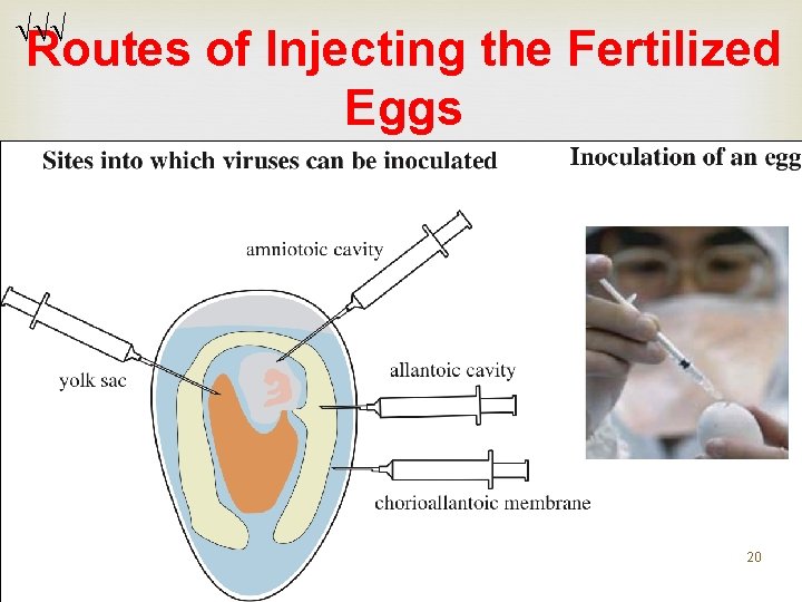 Routes of Injecting the Fertilized Eggs 20 Routes of Injecting the Fertilized Eggs 20