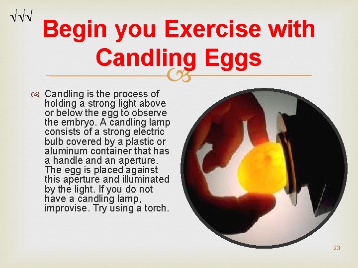 Begin you Exercise with Candling Eggs Candling is the process of holding a Begin you Exercise with Candling Eggs Candling is the process of holding a