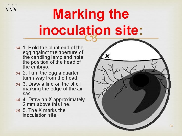 Marking the inoculation site: 1. Hold the blunt end of the egg against Marking the inoculation site: 1. Hold the blunt end of the egg against