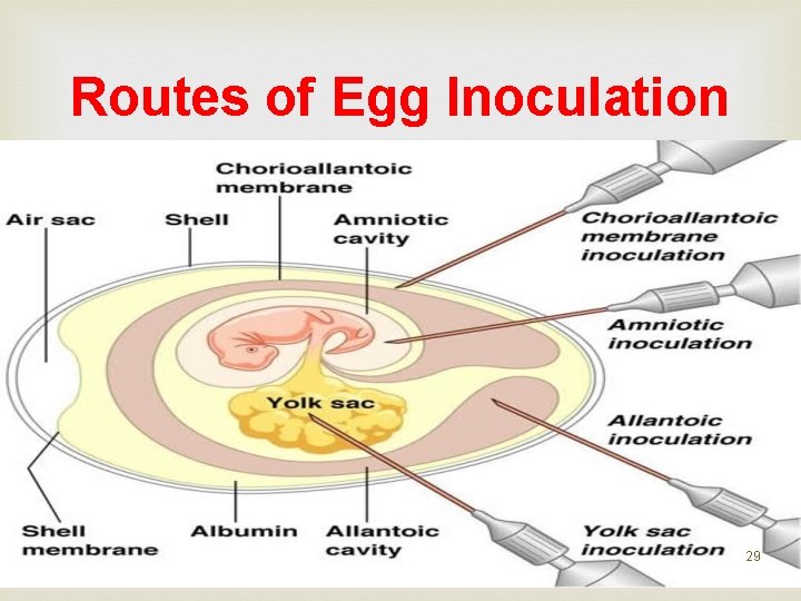 Routes of Egg Inoculation 29 Routes of Egg Inoculation 29