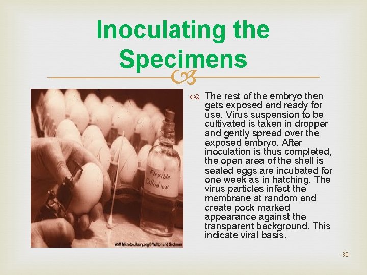 Inoculating the Specimens The rest of the embryo then gets exposed and ready for Inoculating the Specimens The rest of the embryo then gets exposed and ready for