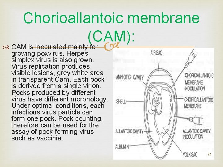 Chorioallantoic membrane (CAM): CAM is inoculated mainly for growing poxvirus. Herpes simplex virus is Chorioallantoic membrane (CAM): CAM is inoculated mainly for growing poxvirus. Herpes simplex virus is